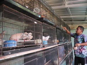 Gara-gara Merpati, Pria Bangkrut Ini Bisa Lunasi Utang dan Cuan Puluhan Juta