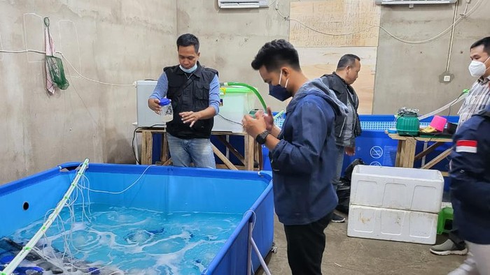 Polisi saat menggerebek gudang benur ilegal di sumsel (dok. Istimewa)
