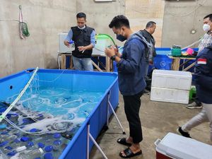 Polisi Gerebek Gudang Benur Ilegal Rp 24 M di Sumsel, 13 Orang Ditangkap