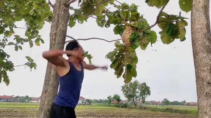 Pria Majalengka Tinju Sarang Tawon