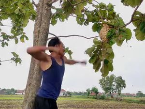 Aya-aya Wae! Cerita Bang Godeg Ditinju Tawon Usai Bogem Sarang