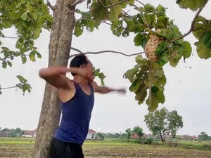 Tiru Salam dari Binjai, Pria Majalengka Tinju Sarang Tawon!