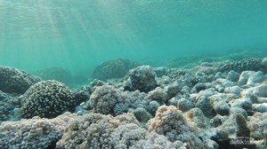 Mari ke Pulau Onen, Rumah Penyu di Kepulauan Kei