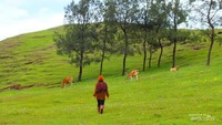 Bukit di Fatumnasi
