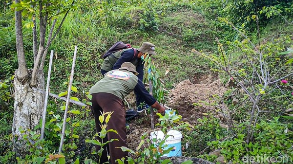 Setelah penanaman, dilanjutkan upaya perawatan. Dalam tahap ini, sejumlah pihak akan dilibatkan di antaranya Balai Pengelolaan Daerah Aliran Sungai Hutan Lindung (BPDASHL) Serayu Opak Progo, Dinas Lingkungan Hidup (DLH) hingga penyuluh pertanian dan kelompok tani di masing-masing tempat. (Jalu Rahman Dewantara/detikTravel) Setelah penanaman, dilanjutkan upaya perawatan. Dalam tahap ini, sejumlah pihak akan dilibatkan di antaranya Balai Pengelolaan Daerah Aliran Sungai Hutan Lindung (BPDASHL) Serayu Opak Progo, Dinas Lingkungan Hidup (DLH) hingga penyuluh pertanian dan kelompok tani di masing-masing tempat. (Jalu Rahman Dewantara/detikTravel)