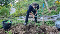Program ini akan berjalan selama tiga tahun. Di tahun pertama, dilakukan penanaman bibit buah-buahan yang ditargetkan bisa rampung paling lambat awal 2022. Fokus saat ini adalah bibit pohon buah-buahan karena program yang dilakukan di sini adalah agroforestri. (Jalu Rahman Dewantara/detikTravel)