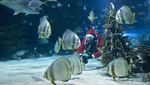 Unik! Sinterklas di Hungaria Dekorasi Pohon Natal Ditemani Hiu