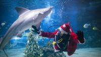 Menariknya, ada hiu yang menjadi koleksi di dalam akuarium tersebut dan ikut menemani sinterklas menghias pohon natal.