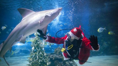 Unik! Sinterklas di Hungaria Dekorasi Pohon Natal Ditemani Hiu