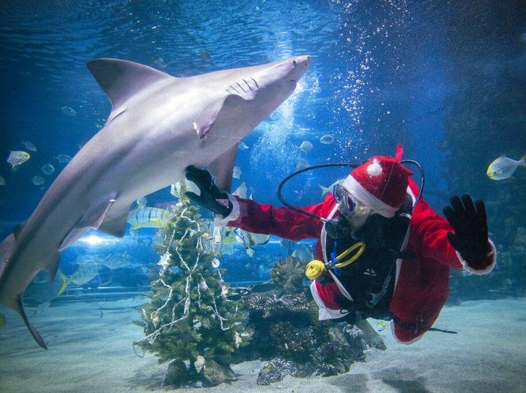 Unik! Sinterklas di Hungaria Dekorasi Pohon Natal Ditemani Hiu