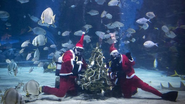 Penyelam berpakaian seperti Sinterklas mendekorasi pohon Natal bawah air, di akuarium Tropicarium di Budapest, Hungaria, Kamis, (2/12/2021) waktu setempat.