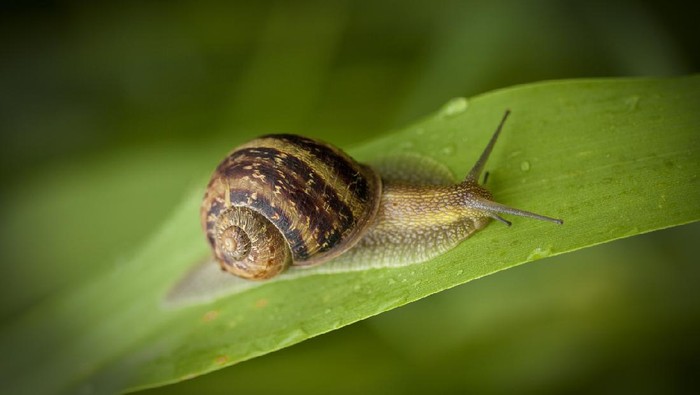 cara mengusir siput dari tanaman