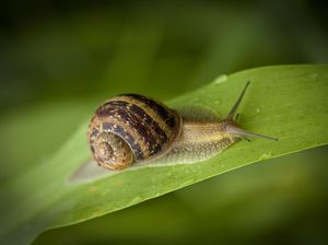Cara Usir Siput dari Taman Rumah, Bisa Pakai Bubuk Kopi
