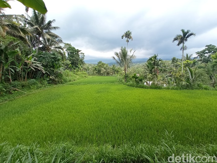 Desa Tetebatu NTB