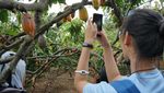 Potret Nglanggeran, Desa Wisata yang Sabet Penghargaan dari UNWTO