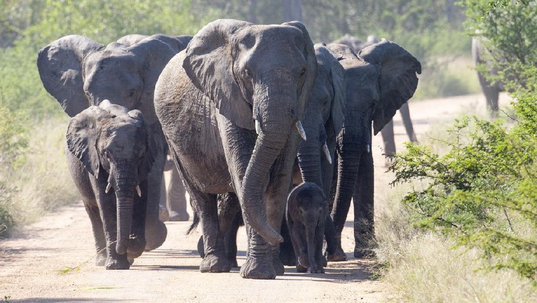 A family of Elephants walking in the bush. Taken in Kruger, South Africa