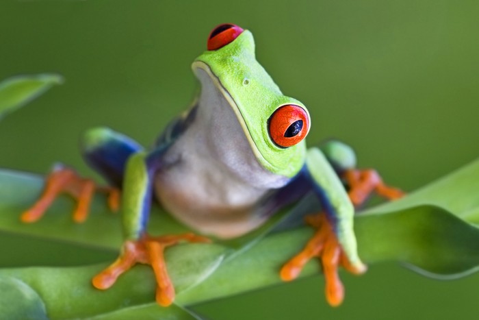 Ilustrasi Katak