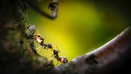 Ternyata Ini Jumlah Semut yang Ada di Bumi, Ada Puluhan Ribu Triliun?