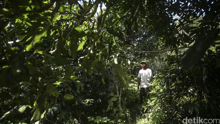 Kopi Blue Tamblingan di Desa Munduk