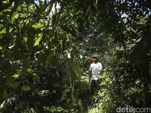 Desa Munduk, Tempat Singgah Favoritnya Tuan-tuan Belanda