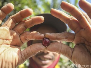 Bukan Kopi Biasa, Blue Tamblingan Jadi Media Komunikasi untuk Konservasi