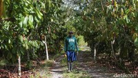 Seperti diketahui, kakao menjadi salah satu hasil tani andalan di Papua. Tak sedikit warga di daerah itu yang kini menggantungkan hidupnya dari bertani kakao, salah satunya Hilanus More.
