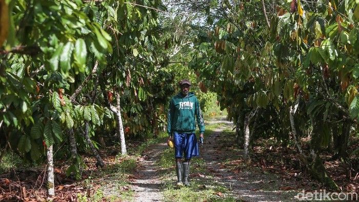 Meraup Untung Lewat Bertani Kakao di Tanah Papua Kakao jadi salah satu hasil tani andalan di Papua. Tak sedikit warga di daerah itu yang kini menggantungkan hidupnya dari bertani kakao. Ini kisahnya.