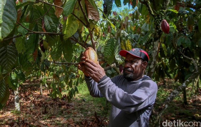 Kakao jadi salah satu hasil tani andalan di Papua. Tak sedikit warga di daerah itu yang kini menggantungkan hidupnya dari bertani kakao. Ini kisahnya.