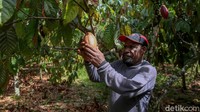 Hilanus More merupakan salah satu petani kakao binaan PT Freeport Indonesia (PTFI).