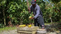 Dari data PTFI diketahui ada sejumlah warga yang diberdayakan menjadi petani lokal dengan total luas 560 Ha, yang terdiri dari kakao 219 Ha, kopi 35 Ha, kelapa 200 Ha, dan sagu 100 Ha.
