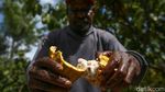 Meraup Untung Lewat Bertani Kakao di Tanah Papua
