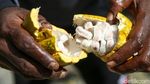 Meraup Untung Lewat Bertani Kakao di Tanah Papua