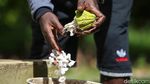 Meraup Untung Lewat Bertani Kakao di Tanah Papua