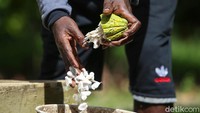 Devia mengatakan hasil kebun ini juga sebagian besar dijual ke internal Freeport di wilayah Timika dan Tembagapura. Yang kita beli itu kata mereka sangat menguntungkan. Kalau di pasaran kalau mereka jual Rp 5 ribu di kita kita beli Rp 10 ribu sehingga mereka mereka untung, hingga mereka bisa beli beras, untuk sekolah anak dan memperbaiki kehidupan mereka, sambung Devia.