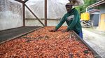 Meraup Untung Lewat Bertani Kakao di Tanah Papua