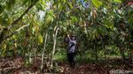 Meraup Untung Lewat Bertani Kakao di Tanah Papua