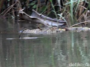Ngeri! 3 Buaya Muncul di Sungai Lembong Bosi Sulbar Bikin Resah Warga