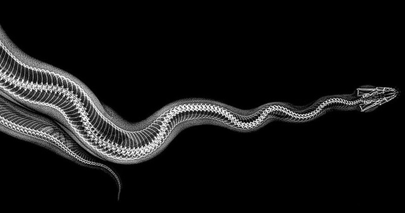 fotoinet hewan sinar x