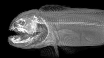 Belut serigala. (Foto: Boredpanda)