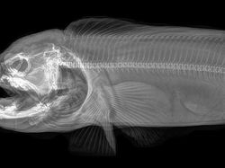Beginilah Penampakan Hewan Saat di Sinar X