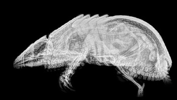 Belut serigala. (Foto: Boredpanda)