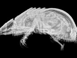 Beginilah Penampakan Hewan Saat di Sinar X