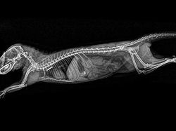 Beginilah Penampakan Hewan Saat di Sinar X