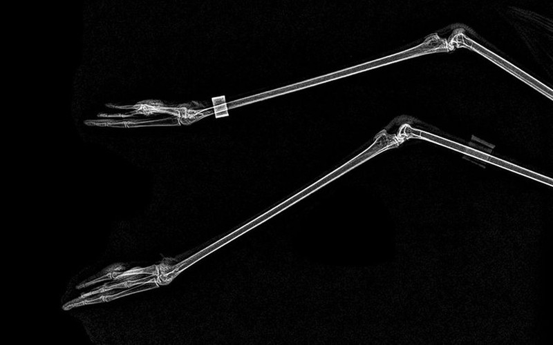 fotoinet hewan sinar x