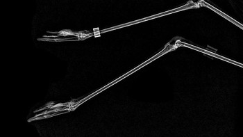 Tulang panjang ini adalah kaki dari Flamingo. (Foto: Boredpanda)