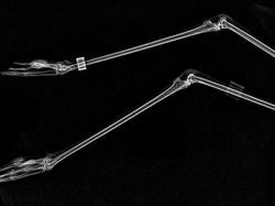 Beginilah Penampakan Hewan Saat di Sinar X