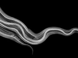 Beginilah Penampakan Hewan Saat di Sinar X