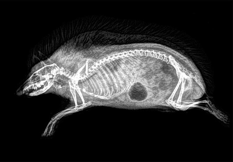 fotoinet hewan sinar x