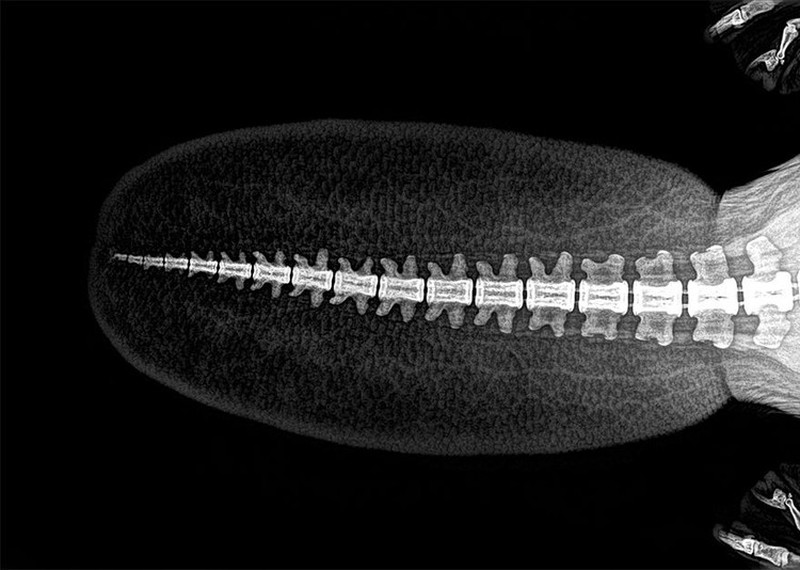 fotoinet hewan sinar x