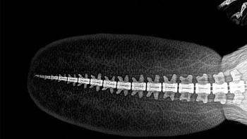 Penampakan tulang ekor berang-berang. (Foto: Oregon Zoo)